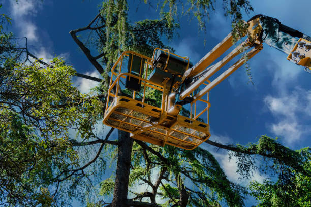 Best Tree Disease Treatment  in Orlovista, FL